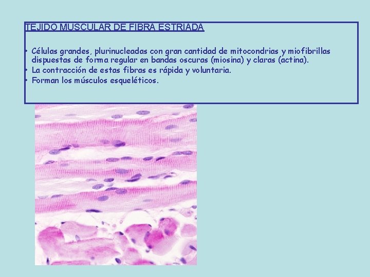 TEJIDO MUSCULAR DE FIBRA ESTRIADA • Células grandes, plurinucleadas con gran cantidad de mitocondrias