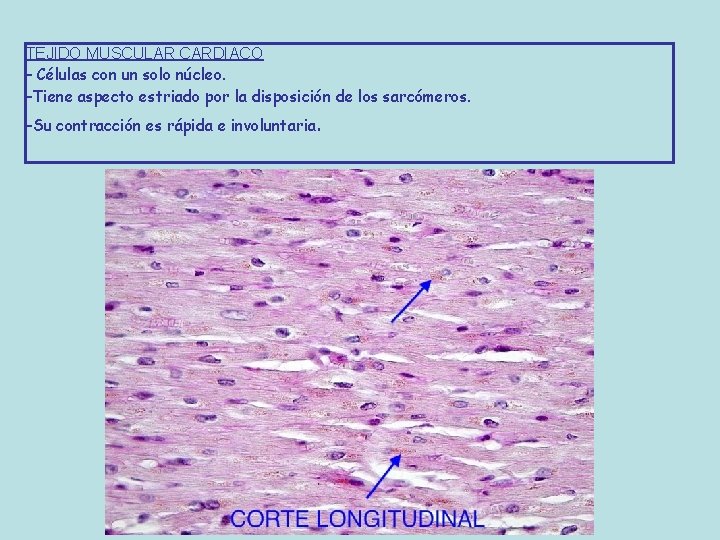 TEJIDO MUSCULAR CARDIACO - Células con un solo núcleo. -Tiene aspecto estriado por la