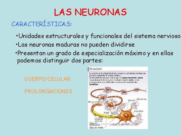 LAS NEURONAS CARACTERÍSTICAS: • Unidades estructurales y funcionales del sistema nervioso. • Las neuronas