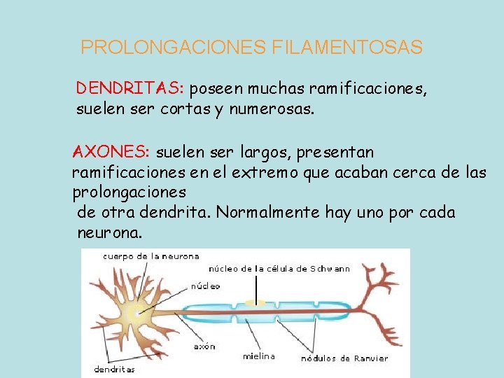 PROLONGACIONES FILAMENTOSAS DENDRITAS: poseen muchas ramificaciones, suelen ser cortas y numerosas. AXONES: suelen ser