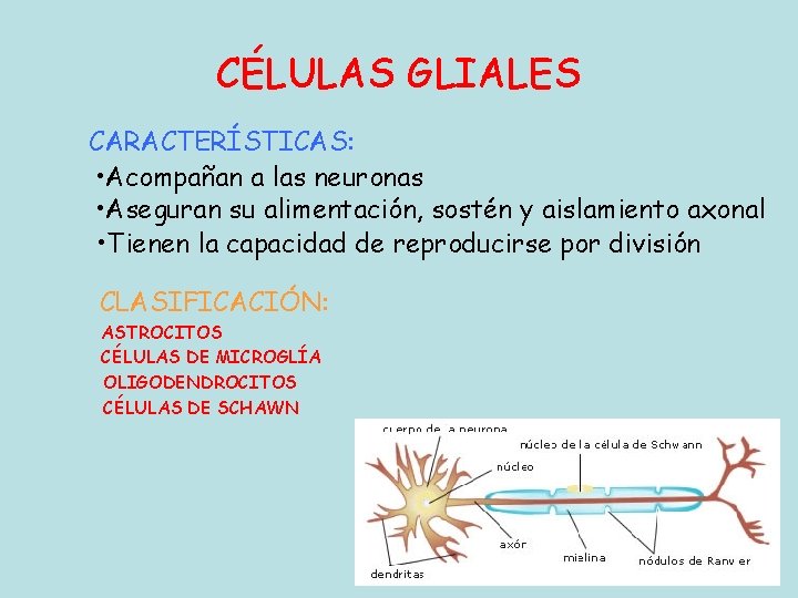 CÉLULAS GLIALES CARACTERÍSTICAS: • Acompañan a las neuronas • Aseguran su alimentación, sostén y