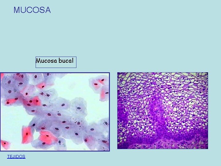 MUCOSA Mucosa bucal TEJIDOS 