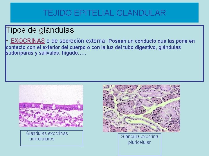 TEJIDO EPITELIAL GLANDULAR Tipos de glándulas - EXOCRINAS o de secreción externa: Poseen un