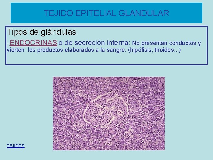 TEJIDO EPITELIAL GLANDULAR Tipos de glándulas -ENDOCRINAS o de secreción interna: No presentan conductos