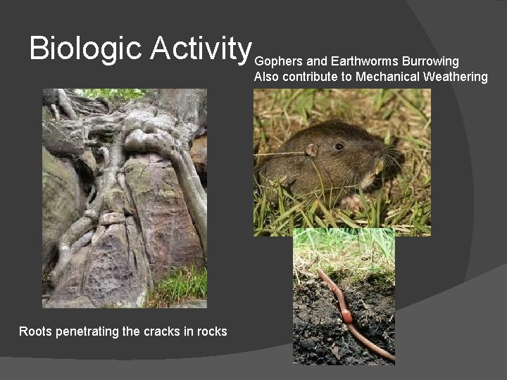 Biologic Activity Roots penetrating the cracks in rocks Gophers and Earthworms Burrowing Also contribute