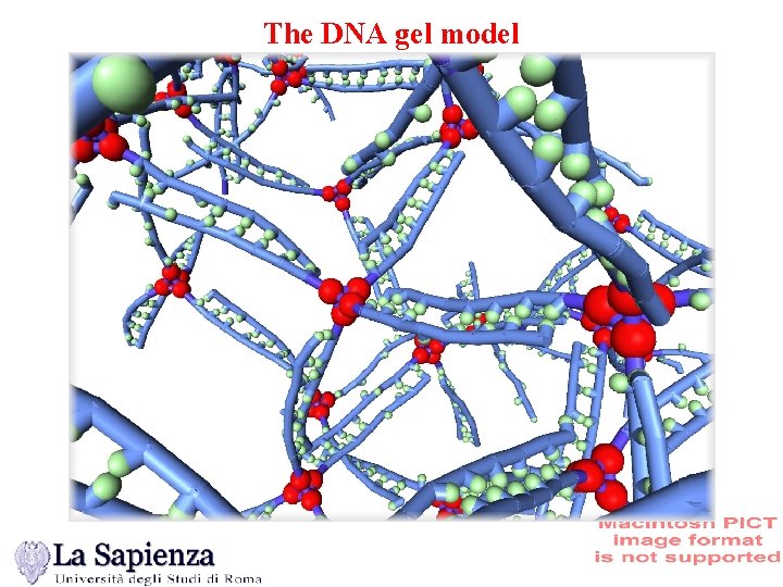 The DNA gel model 