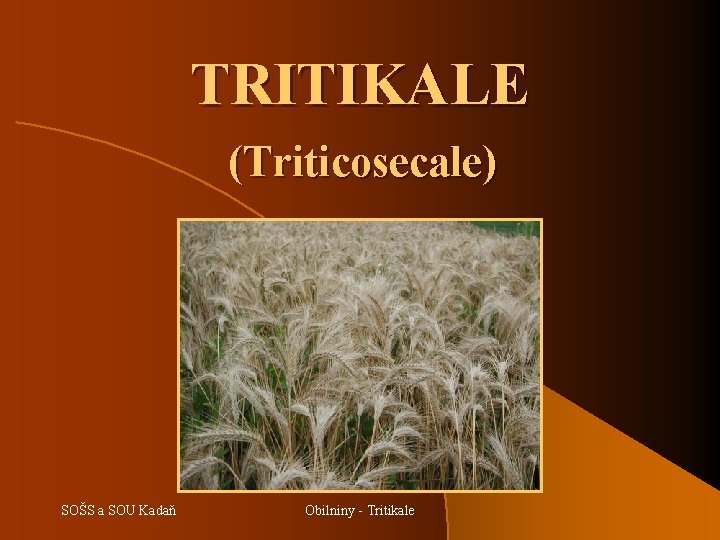 TRITIKALE (Triticosecale) SOŠS a SOU Kadaň Obilniny - Tritikale 