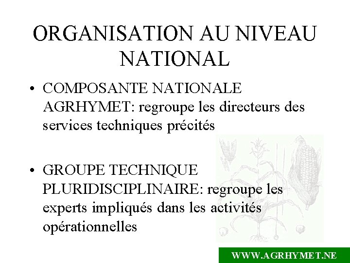 ORGANISATION AU NIVEAU NATIONAL • COMPOSANTE NATIONALE AGRHYMET: regroupe les directeurs des services techniques
