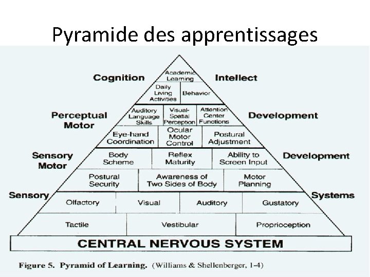 Pyramide des apprentissages 
