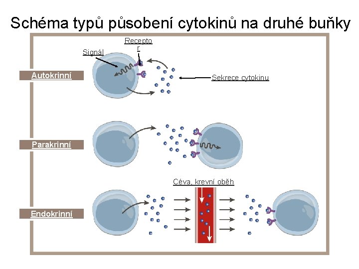 Schéma typů působení cytokinů na druhé buňky Signál Autokrinní Recepto r Sekrece cytokinu Parakrinní