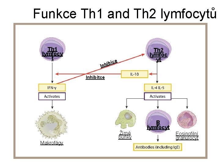 Funkce Th 1 and Th 2 lymfocytů Th 1 lymfocy t Th 2 lymfoc