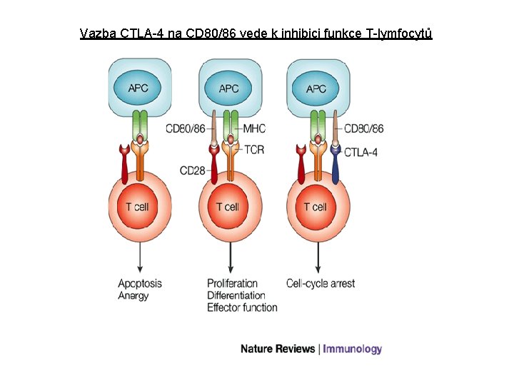 Vazba CTLA-4 na CD 80/86 vede k inhibici funkce T-lymfocytů 