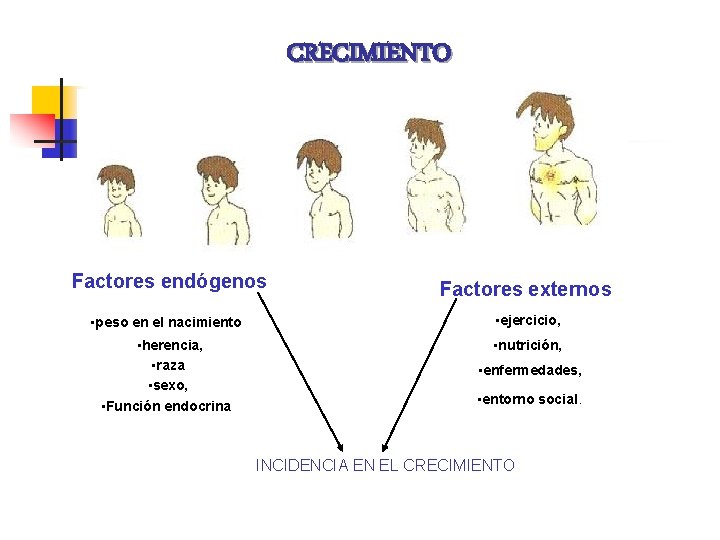 CRECIMIENTO Factores endógenos Factores externos • peso en el nacimiento • ejercicio, • herencia,