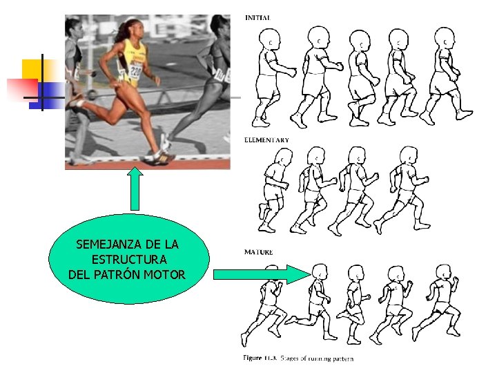 SEMEJANZA DE LA ESTRUCTURA DEL PATRÓN MOTOR 