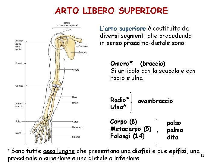 ARTO LIBERO SUPERIORE L’arto superiore è costituito da diversi segmenti che procedendo in senso ARTO LIBERO SUPERIORE L’arto superiore è costituito da diversi segmenti che procedendo in senso