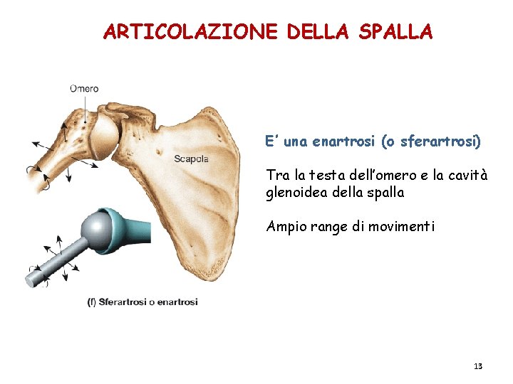 ARTICOLAZIONE DELLA SPALLA E’ una enartrosi (o sferartrosi) Tra la testa dell’omero e la ARTICOLAZIONE DELLA SPALLA E’ una enartrosi (o sferartrosi) Tra la testa dell’omero e la