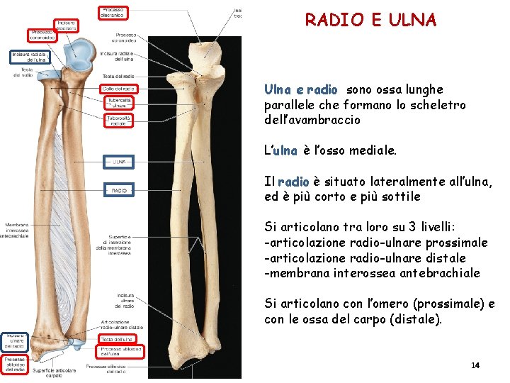 RADIO E ULNA Ulna e radio sono ossa lunghe parallele che formano lo scheletro RADIO E ULNA Ulna e radio sono ossa lunghe parallele che formano lo scheletro