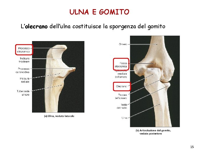 ULNA E GOMITO L’olecrano dell’ulna costituisce la sporgenza del gomito 15 ULNA E GOMITO L’olecrano dell’ulna costituisce la sporgenza del gomito 15