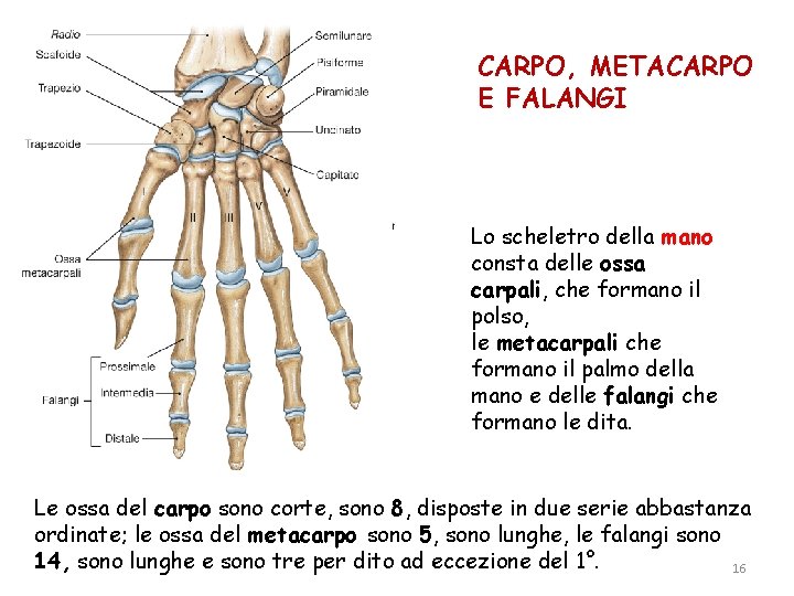 CARPO, METACARPO E FALANGI Lo scheletro della mano consta delle ossa carpali, che formano CARPO, METACARPO E FALANGI Lo scheletro della mano consta delle ossa carpali, che formano