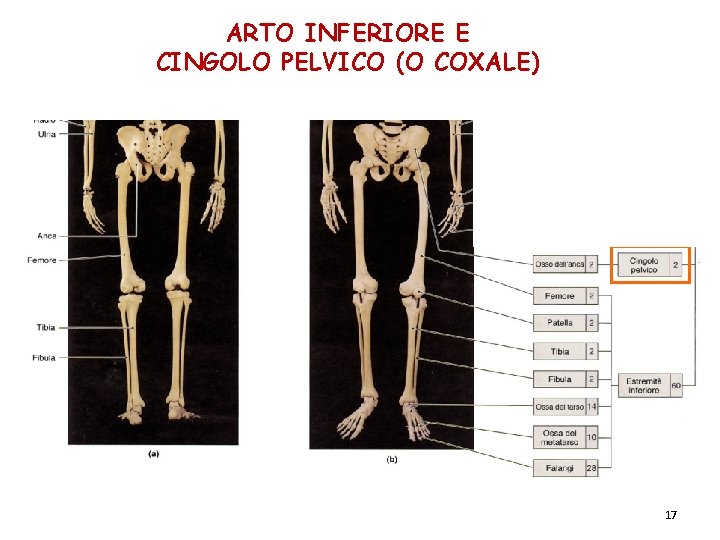 ARTO INFERIORE E CINGOLO PELVICO (O COXALE) 17 ARTO INFERIORE E CINGOLO PELVICO (O COXALE) 17