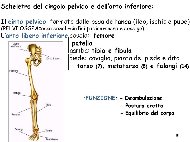 Scheletro del cingolo pelvico e dell’arto inferiore: Il cinto pelvico formato dalle ossa dell’anca Scheletro del cingolo pelvico e dell’arto inferiore: Il cinto pelvico formato dalle ossa dell’anca