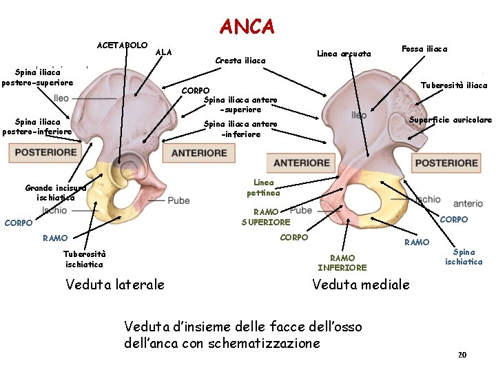 ANCA ACETABOLO ALA Spina iliaca postero-superiore Linea arcuata Cresta iliaca Tuberosità iliaca CORPO Spina ANCA ACETABOLO ALA Spina iliaca postero-superiore Linea arcuata Cresta iliaca Tuberosità iliaca CORPO Spina