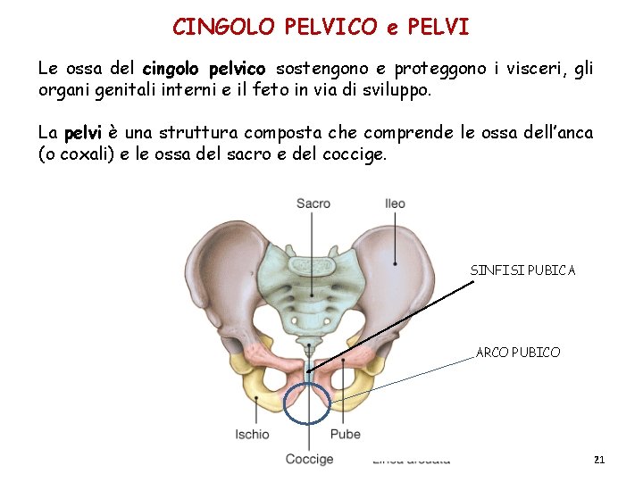 CINGOLO PELVICO e PELVI Le ossa del cingolo pelvico sostengono e proteggono i visceri, CINGOLO PELVICO e PELVI Le ossa del cingolo pelvico sostengono e proteggono i visceri,