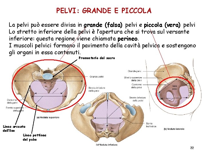 PELVI: GRANDE E PICCOLA La pelvi può essere divisa in grande (falsa) pelvi e PELVI: GRANDE E PICCOLA La pelvi può essere divisa in grande (falsa) pelvi e