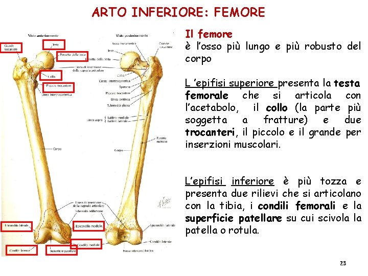 ARTO INFERIORE: FEMORE Il femore è l’osso più lungo e più robusto del corpo ARTO INFERIORE: FEMORE Il femore è l’osso più lungo e più robusto del corpo