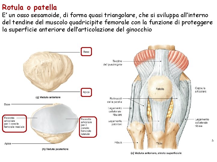 Rotula o patella E’ un osso sesamoide, di forma quasi triangolare, che si sviluppa Rotula o patella E’ un osso sesamoide, di forma quasi triangolare, che si sviluppa