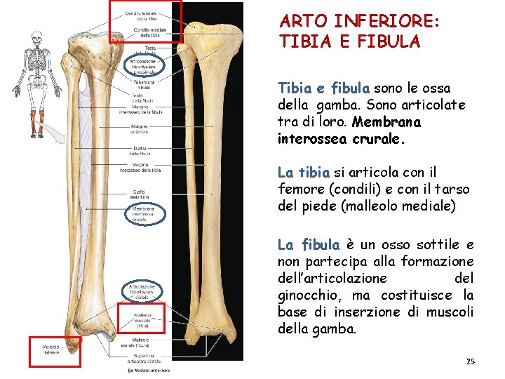 ARTO INFERIORE: TIBIA E FIBULA Tibia e fibula sono le ossa della gamba. Sono ARTO INFERIORE: TIBIA E FIBULA Tibia e fibula sono le ossa della gamba. Sono