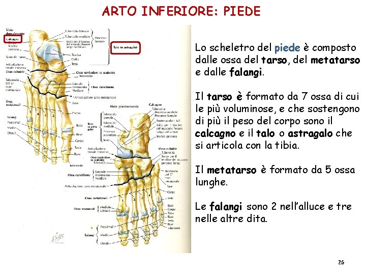 ARTO INFERIORE: PIEDE Lo scheletro del piede è composto dalle ossa del tarso, del ARTO INFERIORE: PIEDE Lo scheletro del piede è composto dalle ossa del tarso, del