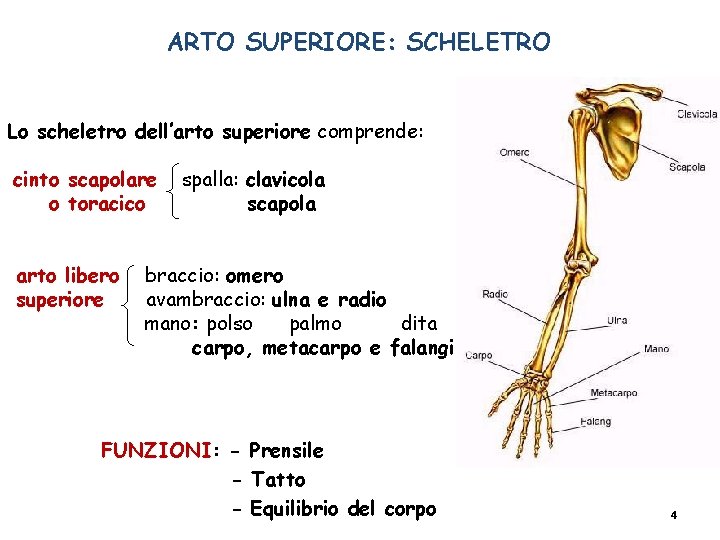 ARTO SUPERIORE: SCHELETRO Lo scheletro dell’arto superiore comprende: cinto scapolare o toracico arto libero ARTO SUPERIORE: SCHELETRO Lo scheletro dell’arto superiore comprende: cinto scapolare o toracico arto libero