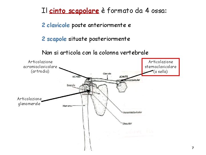 Il cinto scapolare è formato da 4 ossa: 2 clavicole poste anteriormente e 2 Il cinto scapolare è formato da 4 ossa: 2 clavicole poste anteriormente e 2