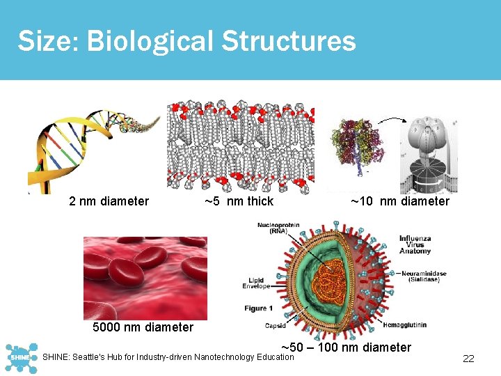 Size: Biological Structures 2 nm diameter ~5 nm thick ~10 nm diameter 5000 nm