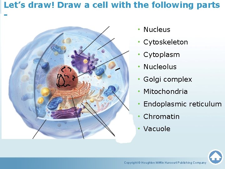 Let’s draw! Draw a cell with the following parts • Nucleus • Cytoskeleton •