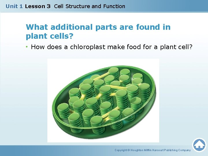 Unit 1 Lesson 3 Cell Structure and Function What additional parts are found in