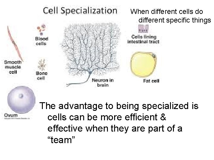 When different cells do different specific things The advantage to being specialized is cells