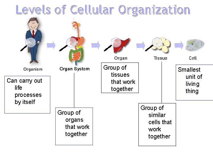 Group of tissues that work together Can carry out life processes by itself Group