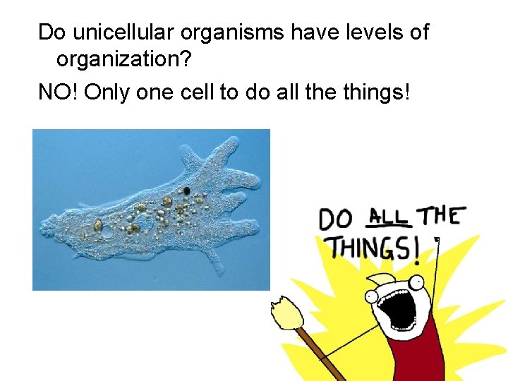 Do unicellular organisms have levels of organization? NO! Only one cell to do all