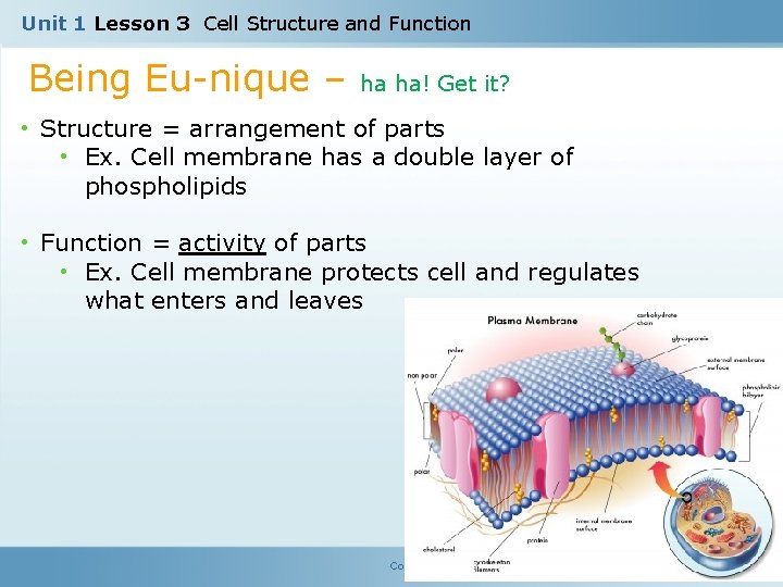 Unit 1 Lesson 3 Cell Structure and Function Being Eu-nique – ha ha! Get