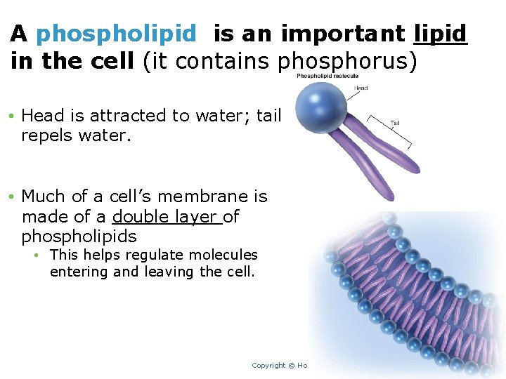 A phospholipid is an important lipid in the cell (it contains phosphorus) • Head