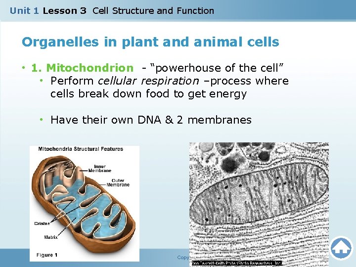 Unit 1 Lesson 3 Cell Structure and Function Organelles in plant and animal cells