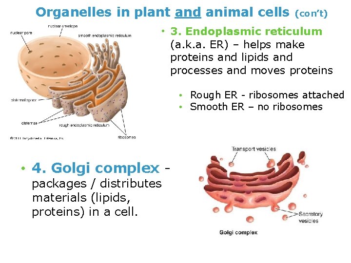 Organelles in plant and animal cells (con’t) • 3. Endoplasmic reticulum (a. k. a.
