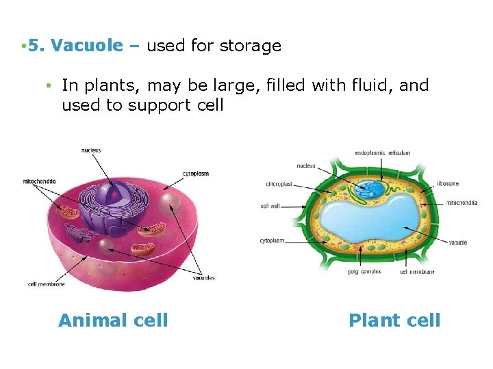  • 5. Vacuole – used for storage • In plants, may be large,