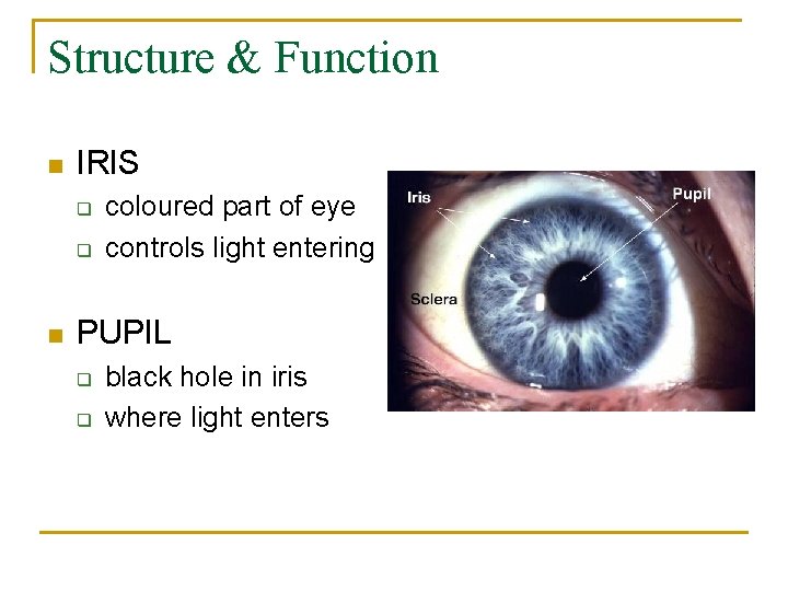 Structure & Function n IRIS q q n coloured part of eye controls light