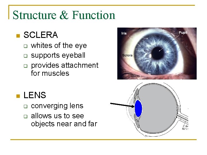 Structure & Function n SCLERA q q q n whites of the eye supports