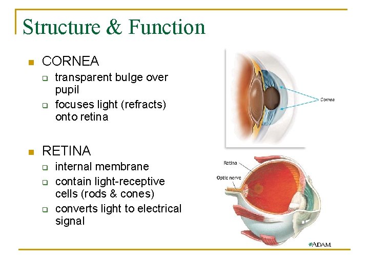 Structure & Function n CORNEA q q n transparent bulge over pupil focuses light
