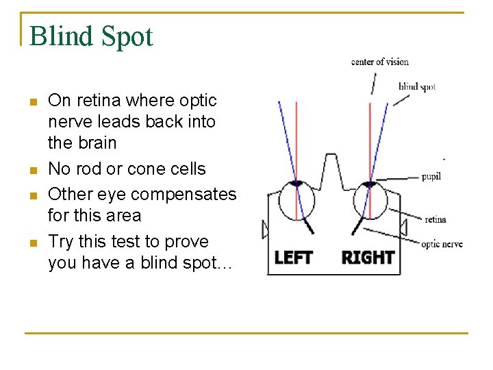 Blind Spot n n On retina where optic nerve leads back into the brain