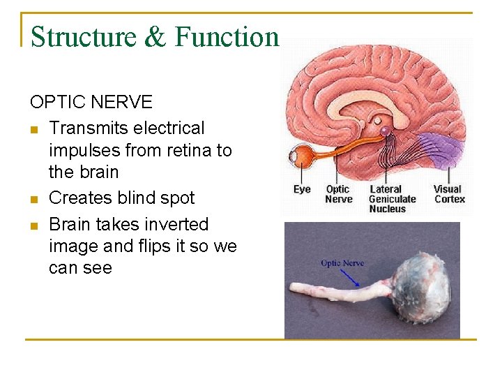 Structure & Function OPTIC NERVE n Transmits electrical impulses from retina to the brain
